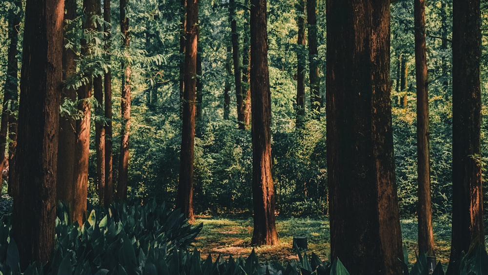 a forest filled with lots of tall trees