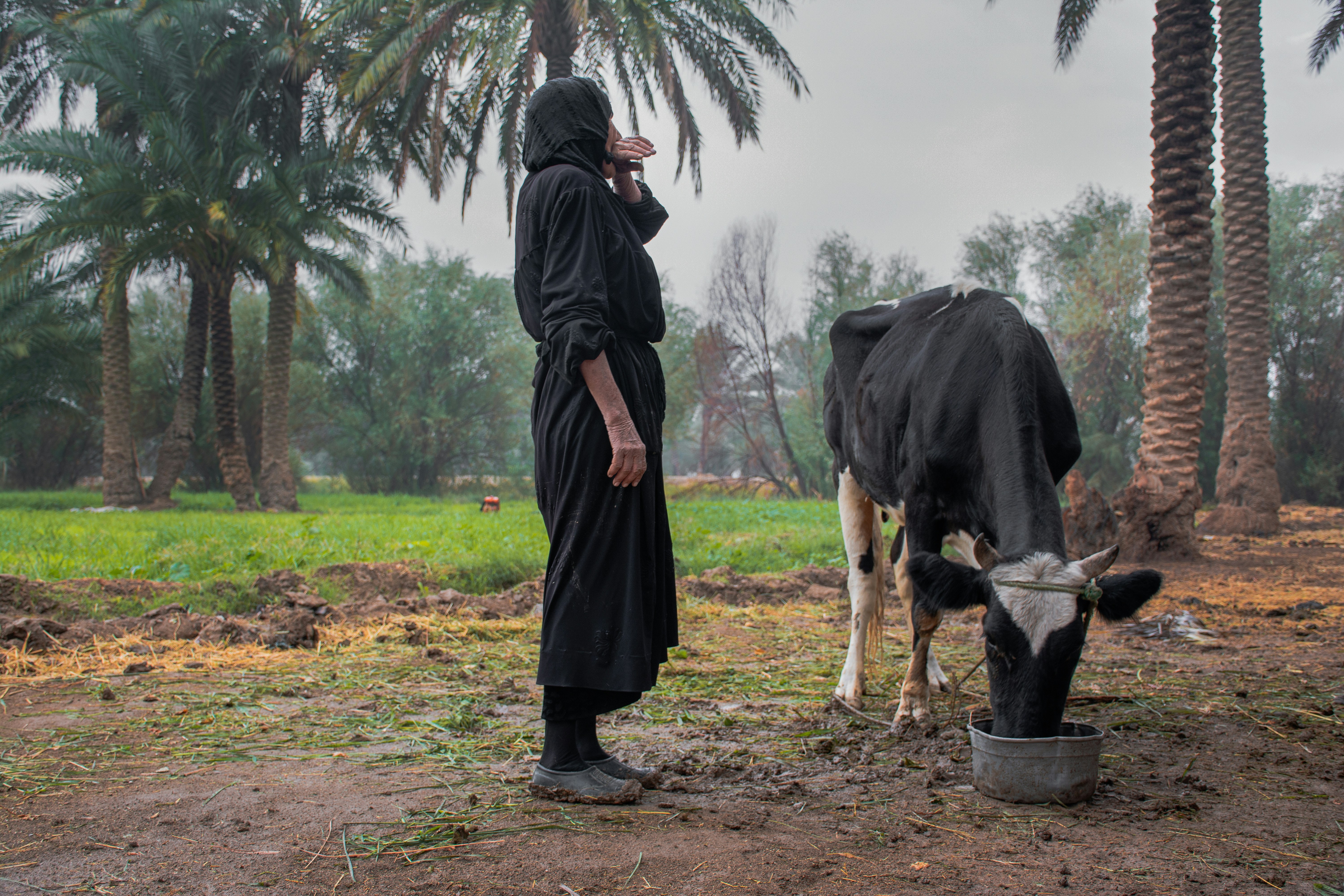 seorang wanita berdiri di samping seekor sapi di ladang