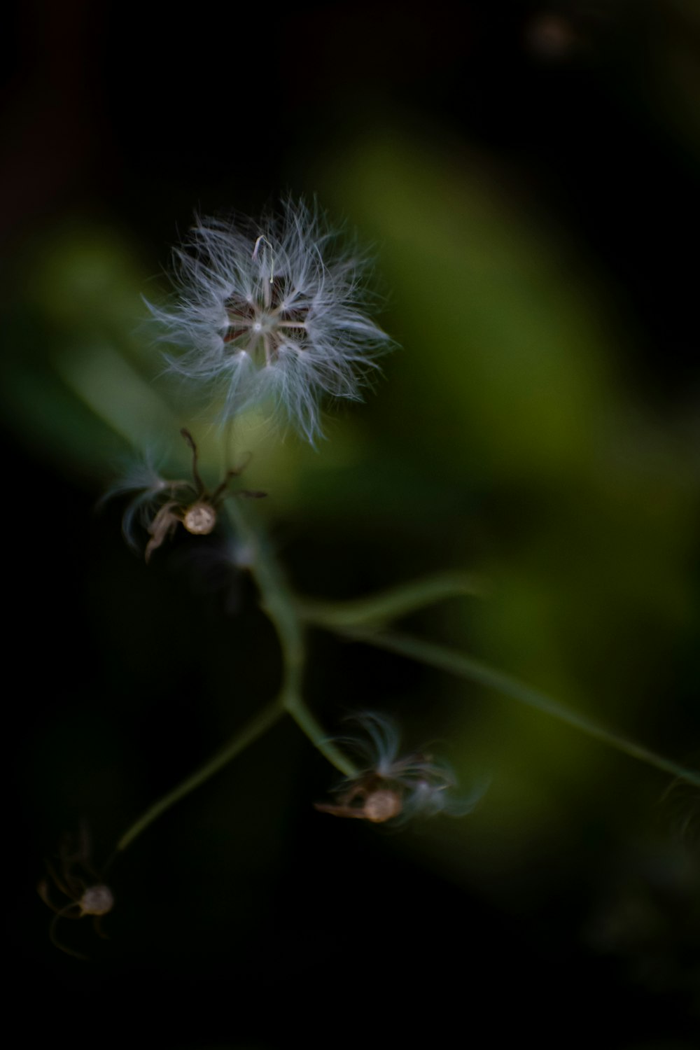 a close up of a dandelion on a black background