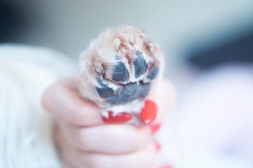 a person holding a small paw in their hand