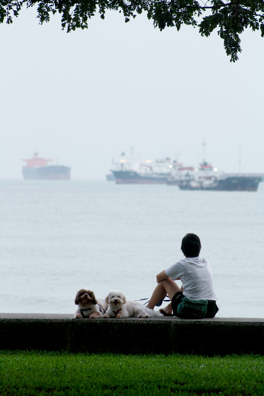 a person sitting on a bench with two dogs