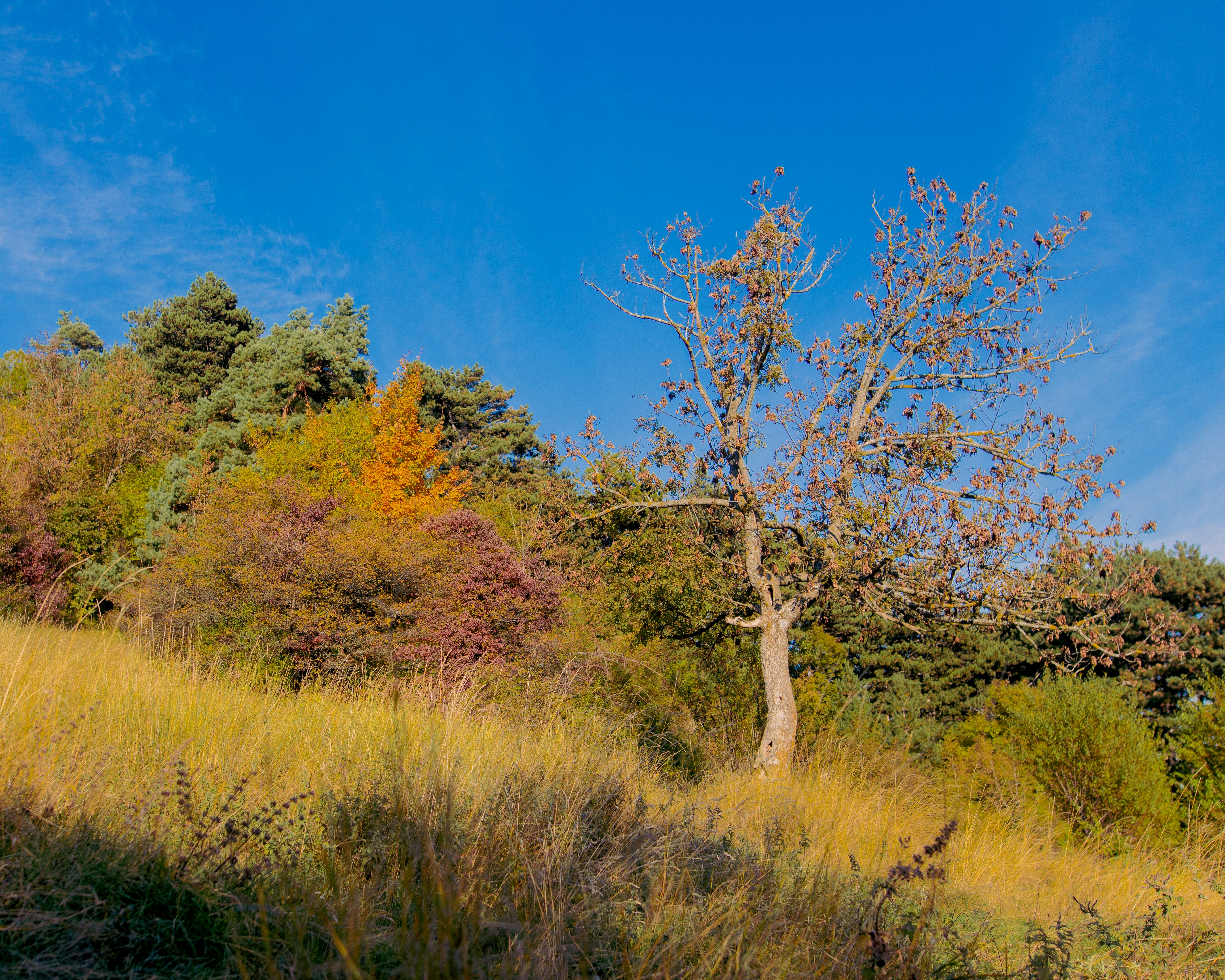 a lone tree in a grassy field with trees in the background