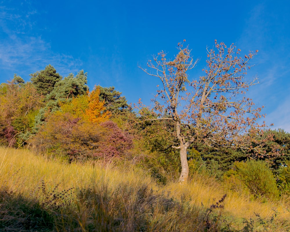 Ein einsamer Baum auf einem grasbewachsenen Feld mit Bäumen im Hintergrund