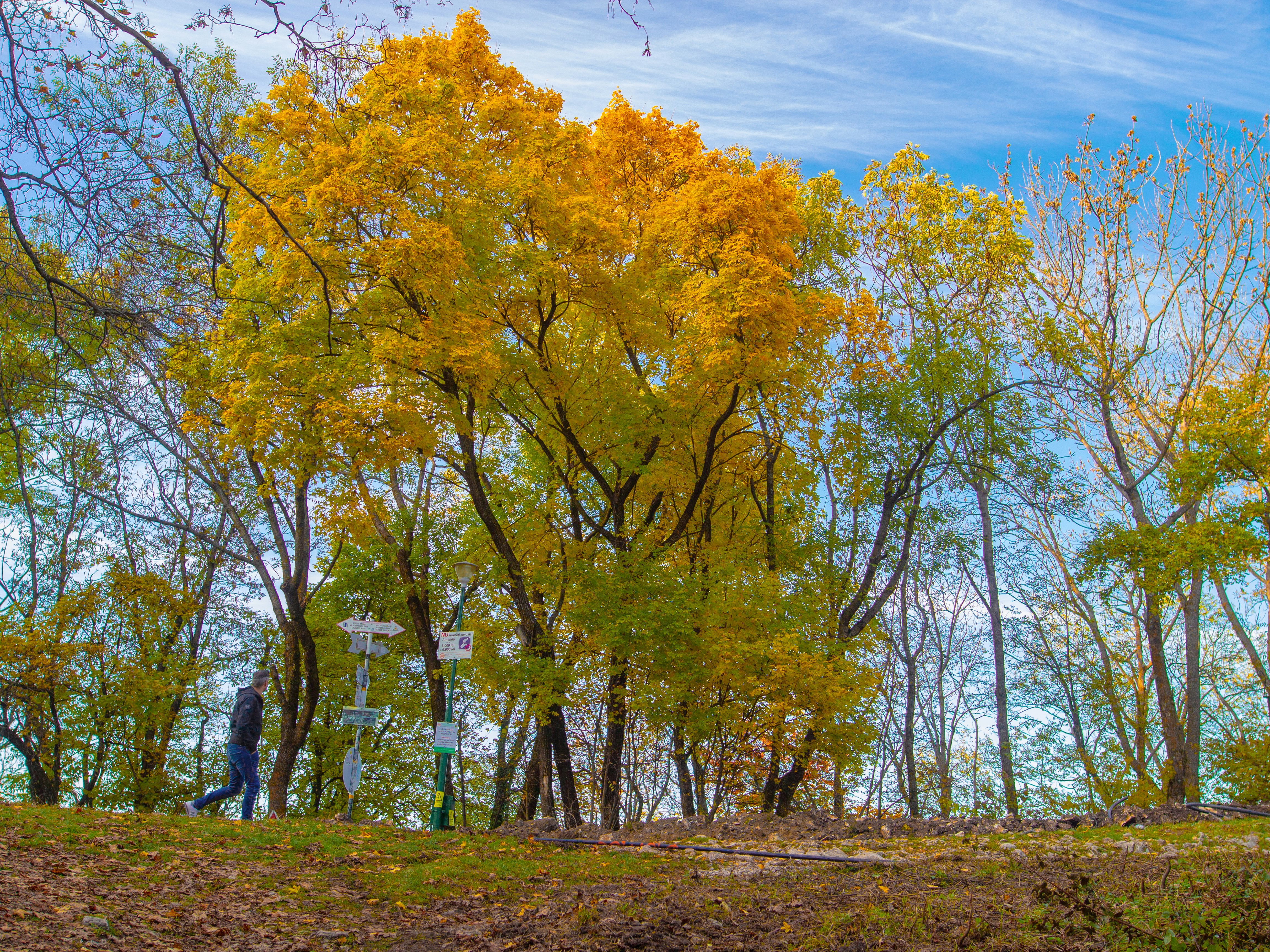 a person standing in the woods near a street sign