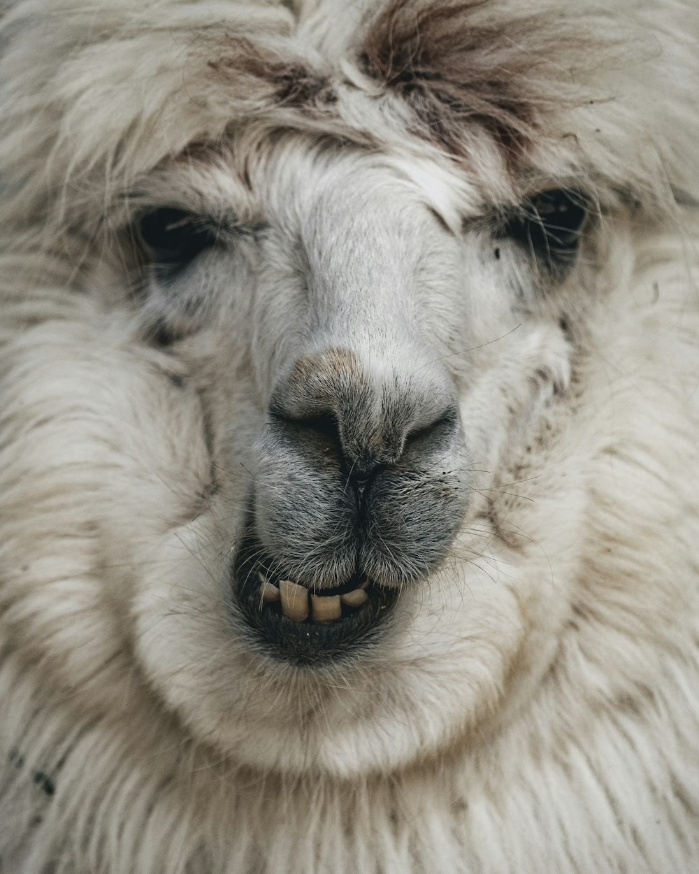 a close up of a llama's face with long hair