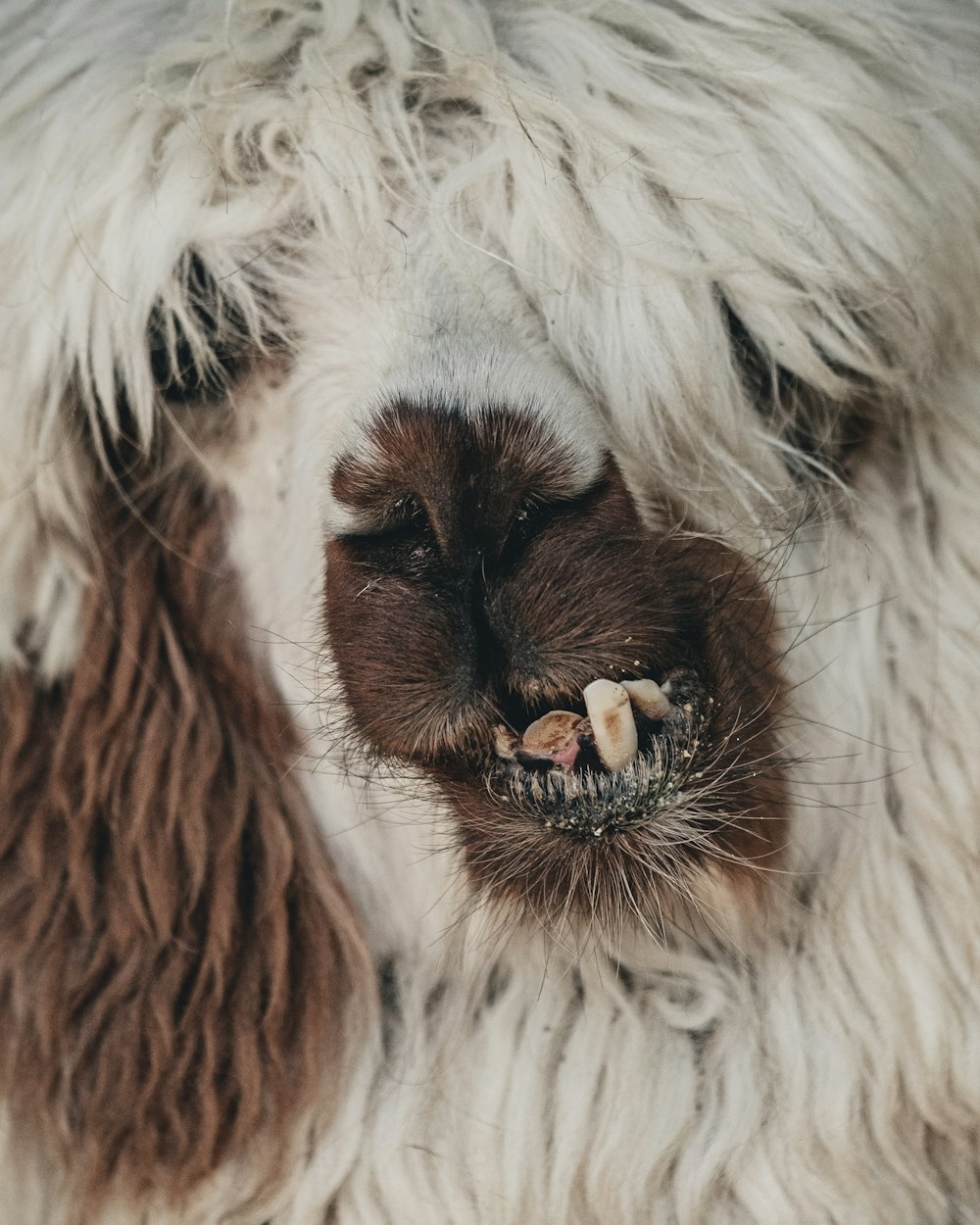 Un primer plano de la cara de un animal peludo