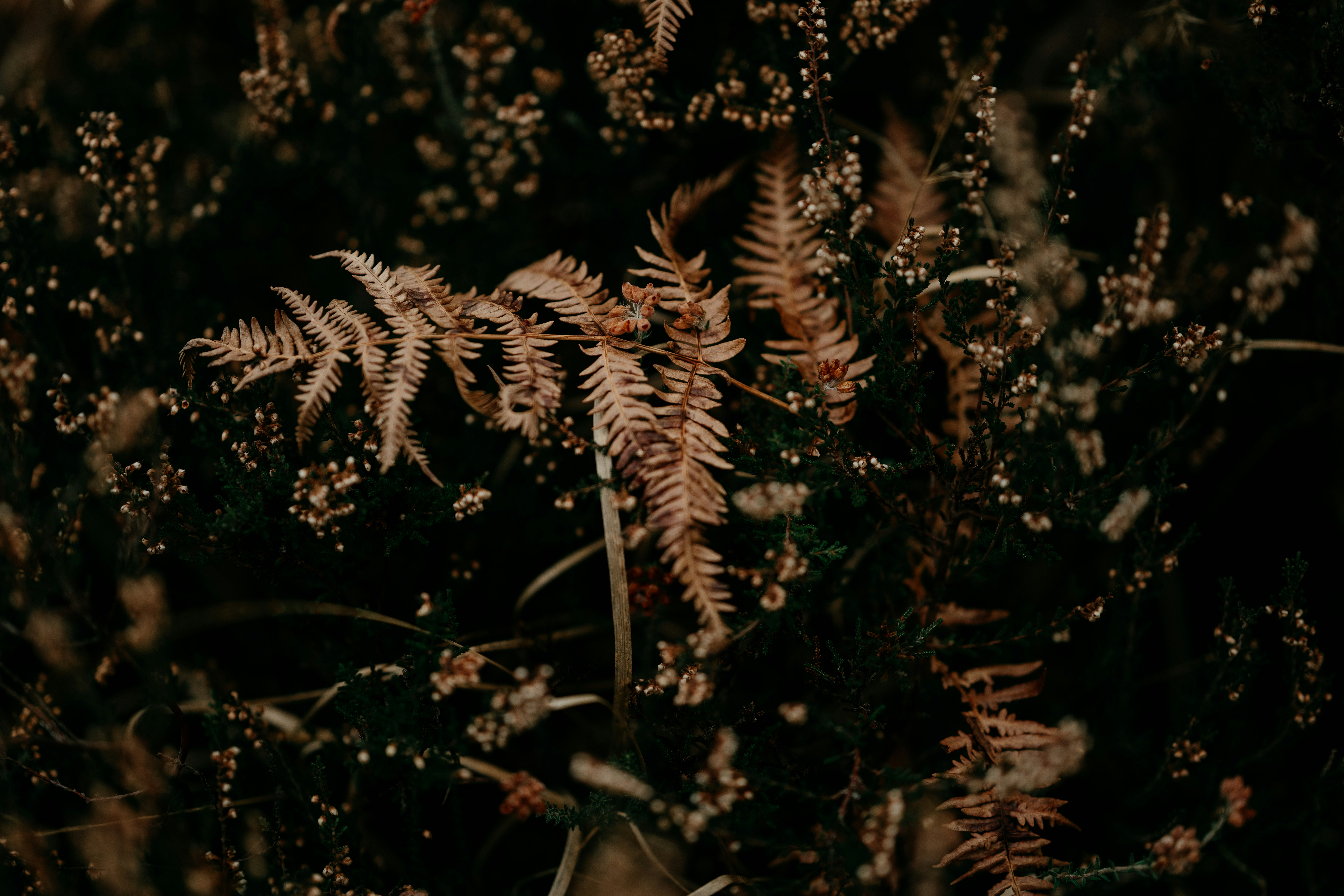 Photo by anniespratt