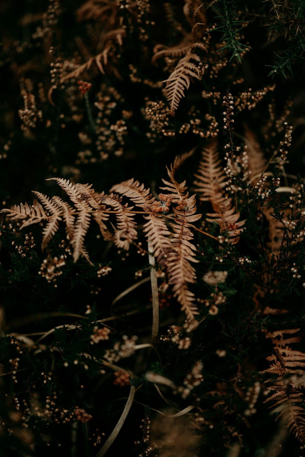 a close up of a plant with lots of leaves