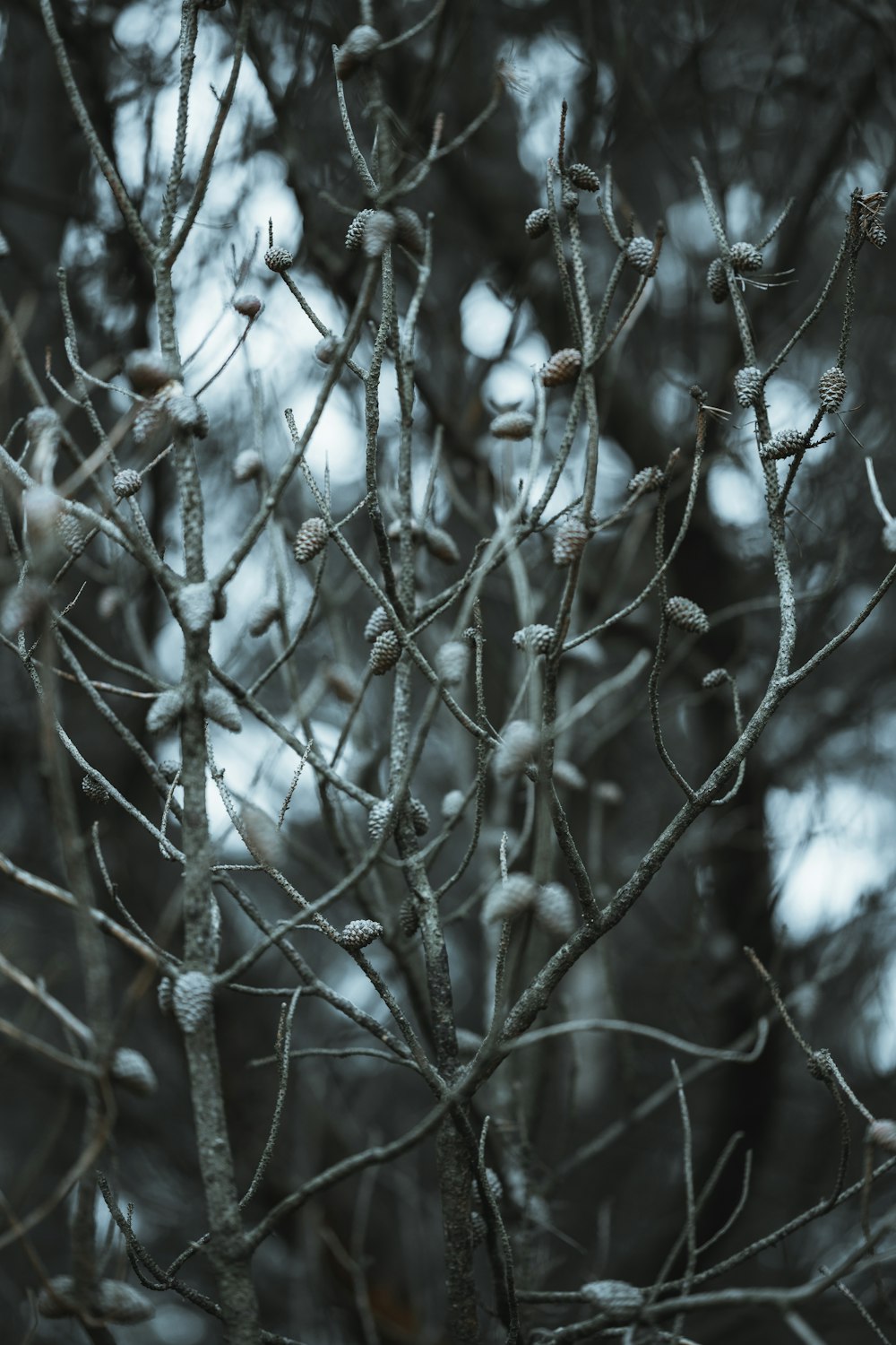 a close up of a tree with no leaves