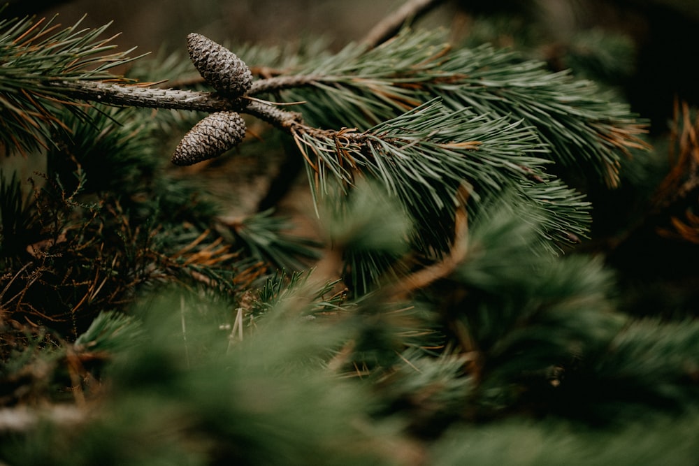 a close up of a pine cone on a pine tree