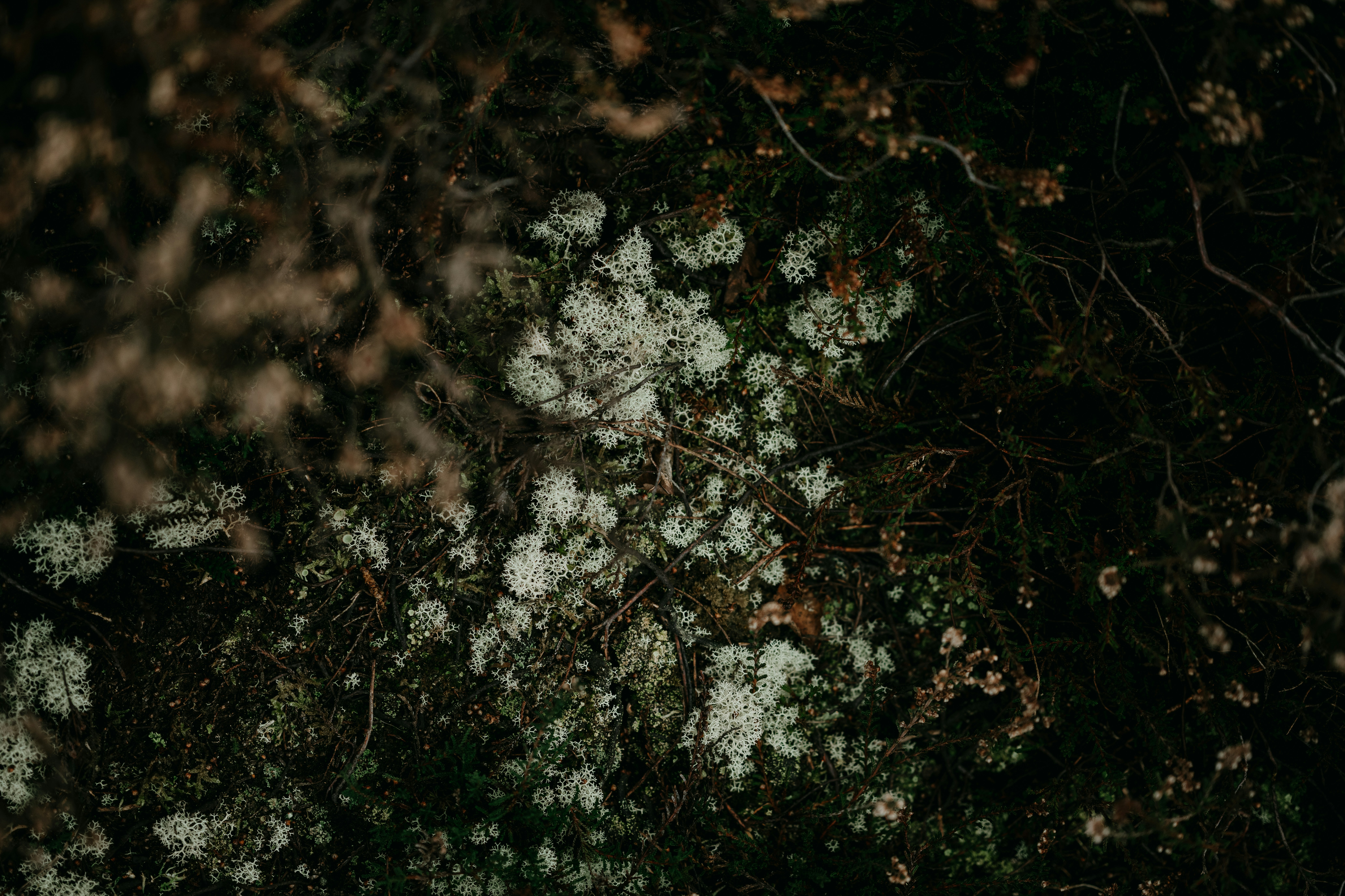Photo by anniespratt