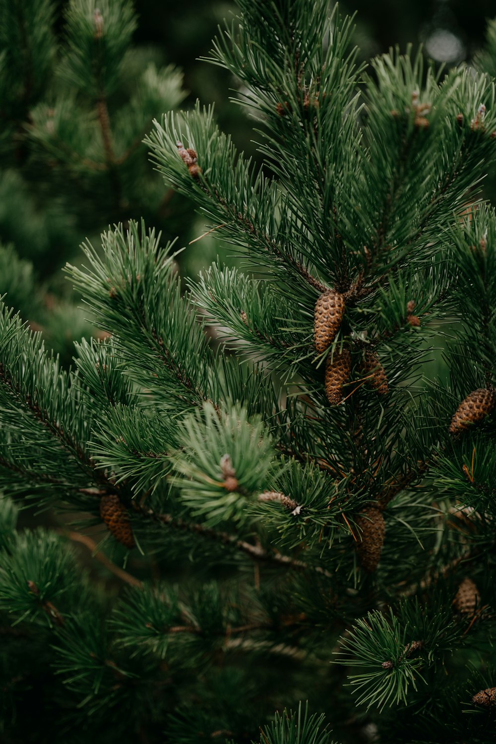 a close up of a pine tree with cones