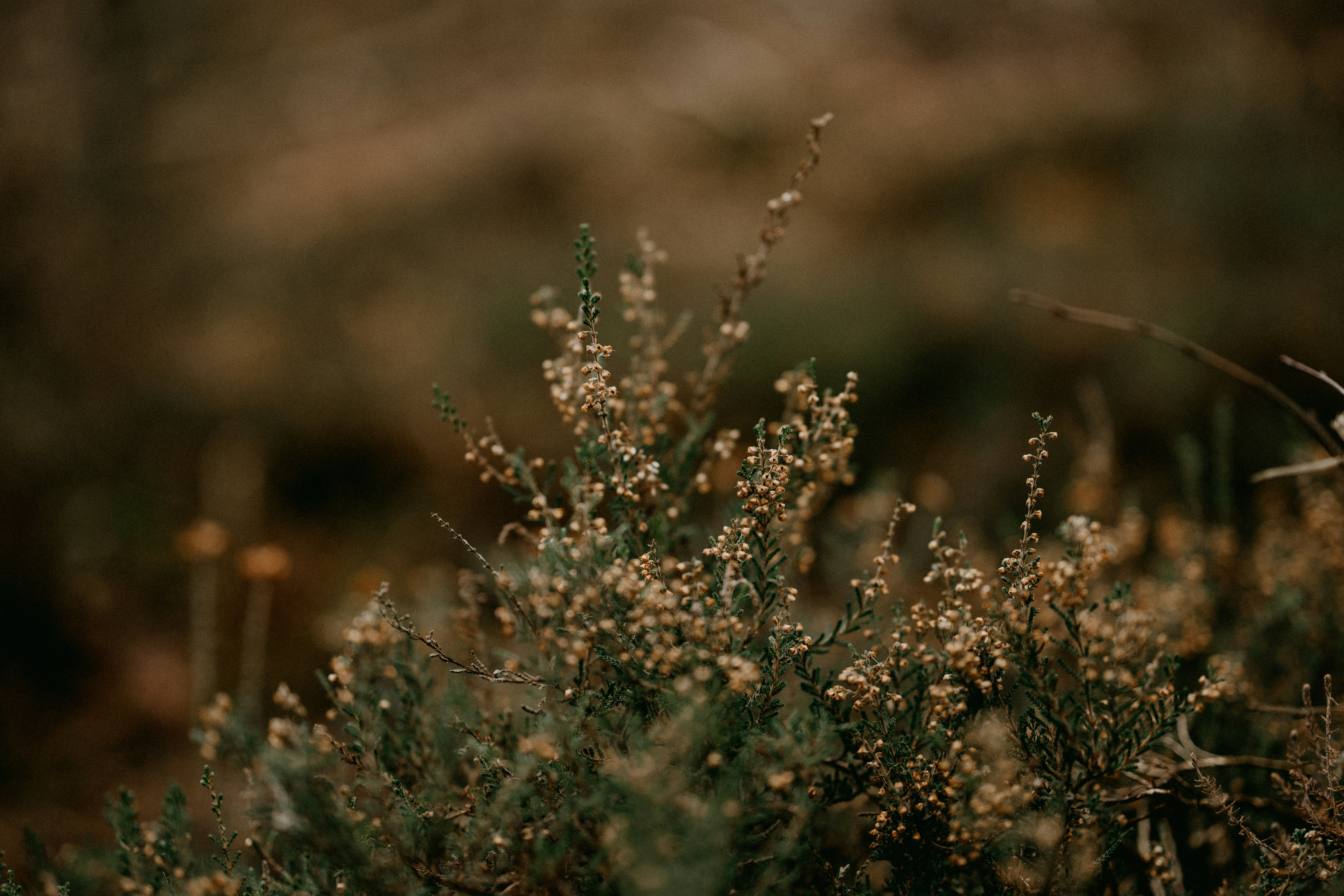 Photo by anniespratt