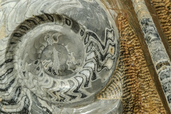 A close-up view of a fossilized ammonite showcasing intricate spiral patterns in shades of gray and black. The fossil is set against a textured, brownish stone background, with visible striations and curves.