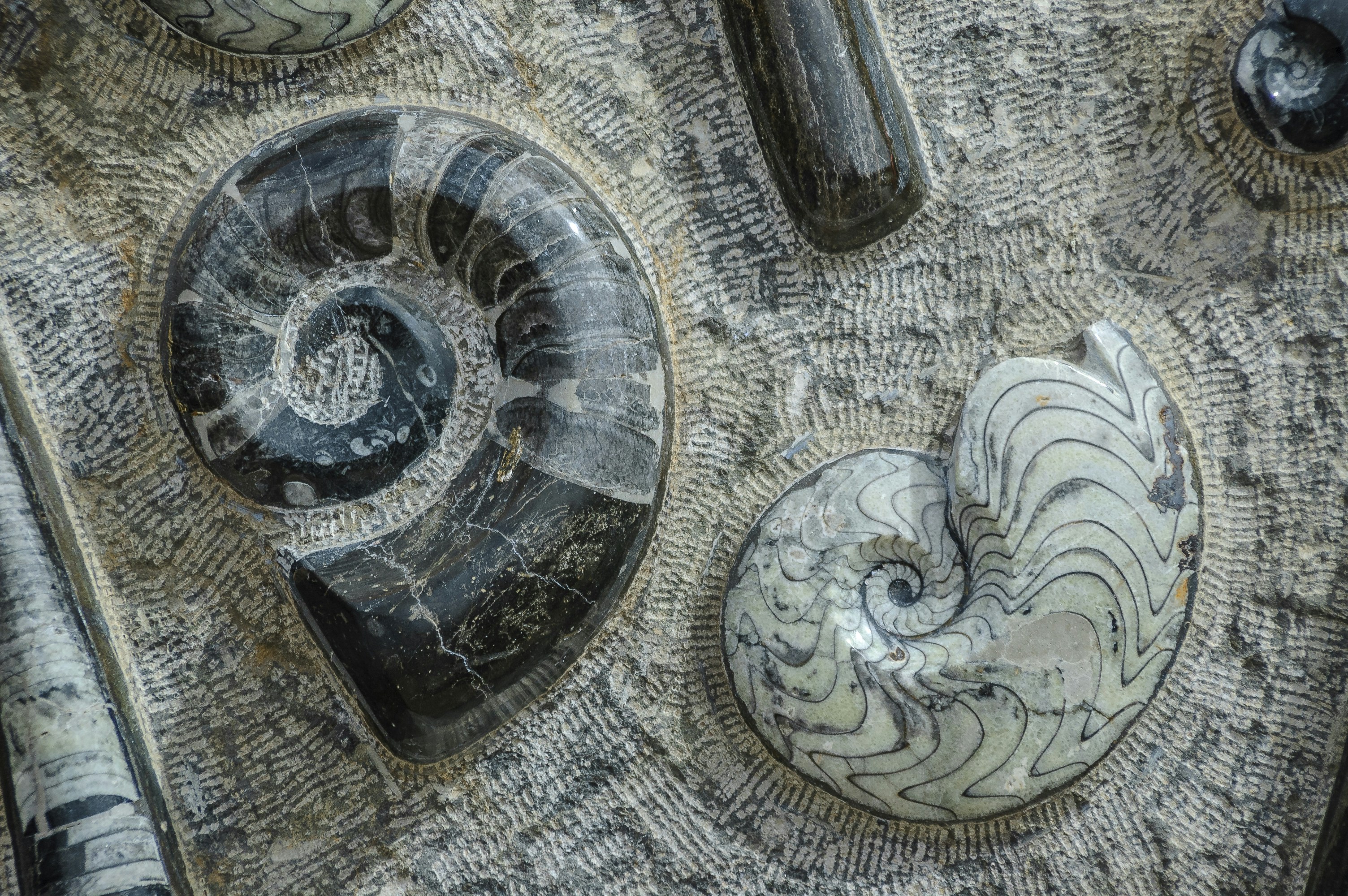 Magnetic Fossils Reveal Nature's 97-Million-Year-Old Navigation System