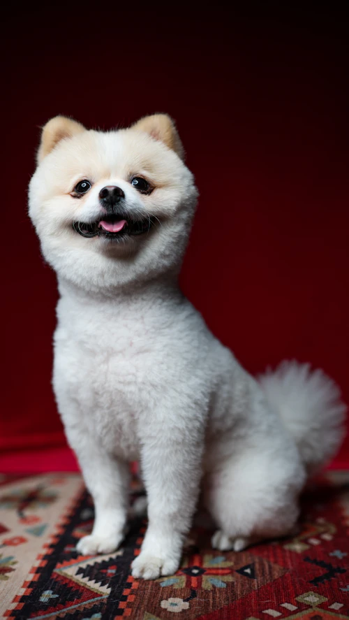 Small white dog