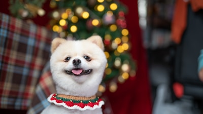 A fluffy white dog with a cheerful expression wears a festive collar, sitting in front of a blurred Christmas tree adorned with lights and ornaments. The background includes a plaid-patterned textile and hints of other household items.