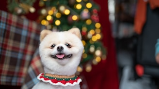 A fluffy white dog with a cheerful expression wears a festive collar, sitting in front of a blurred Christmas tree adorned with lights and ornaments. The background includes a plaid-patterned textile and hints of other household items.