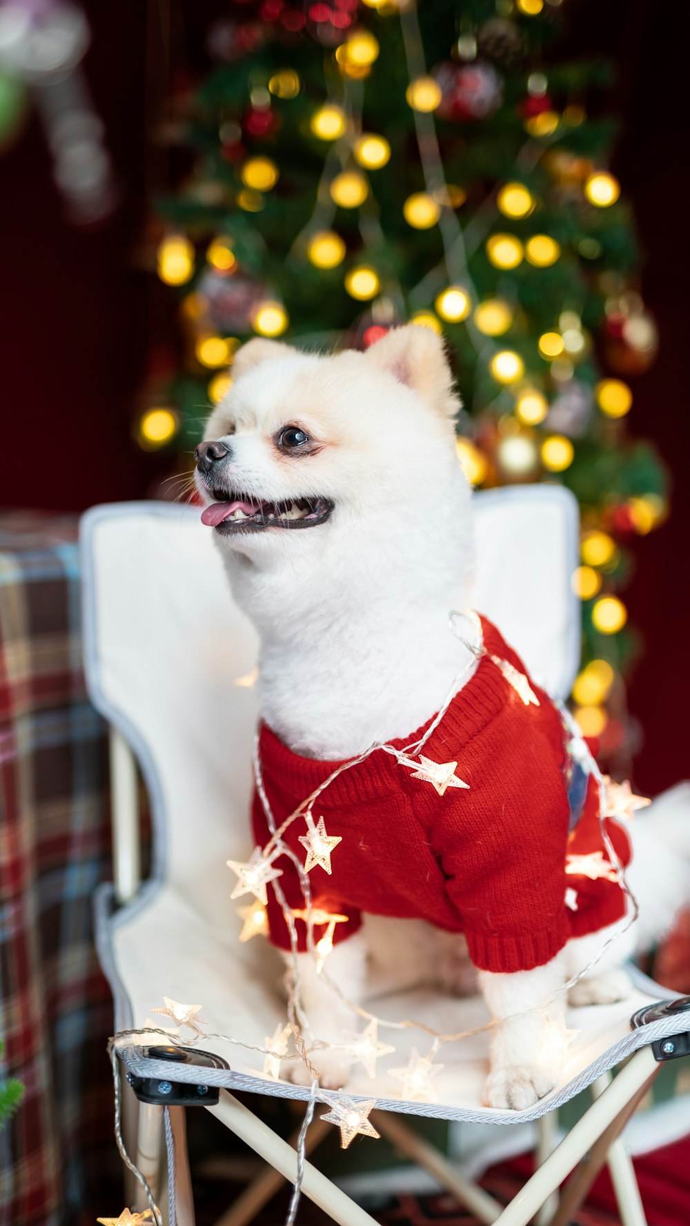 un piccolo cane bianco che indossa un maglione rosso