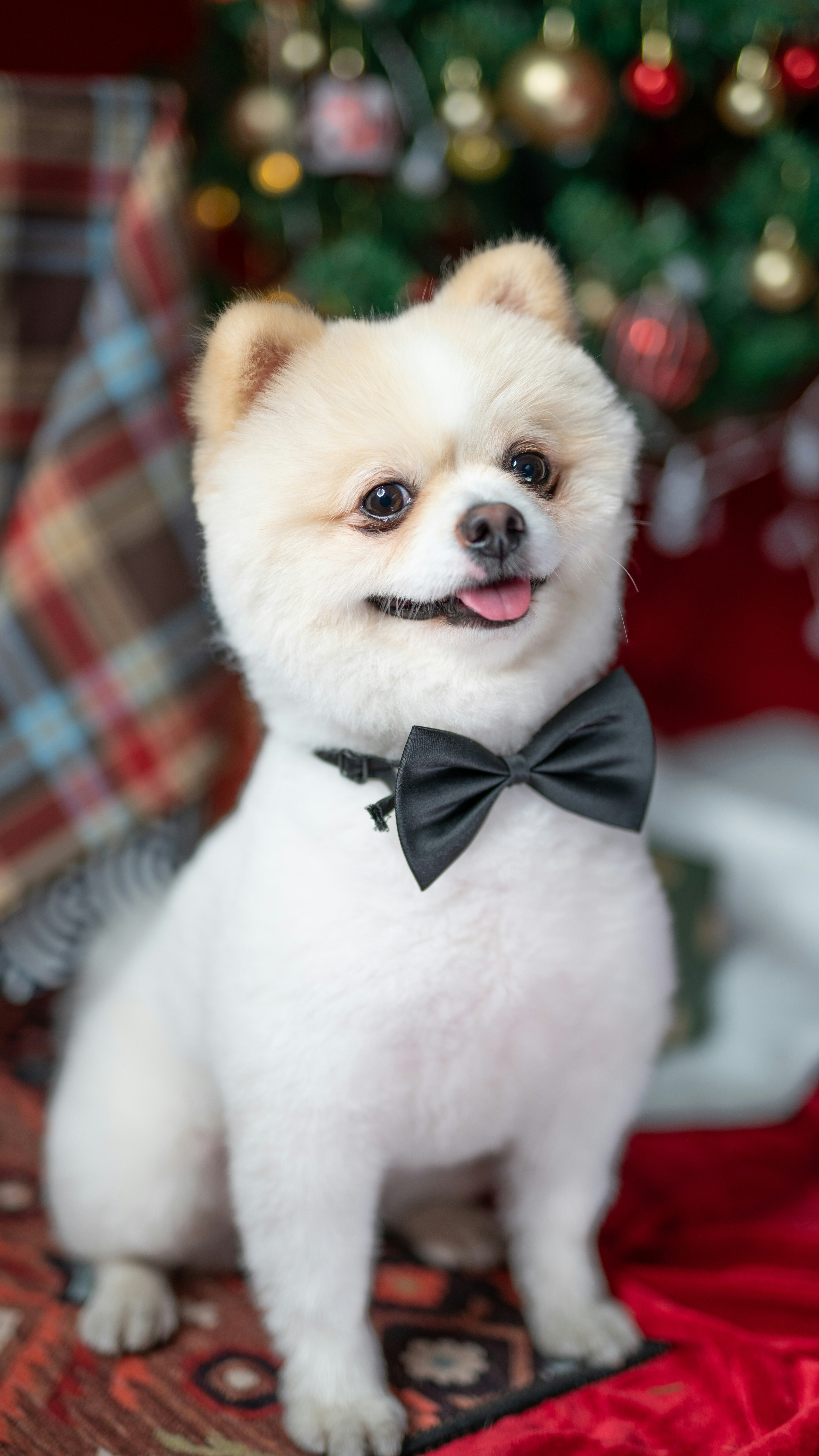 A small white dog wearing a bow tie photo – Free 中国广东省深圳 Image on Unsplash