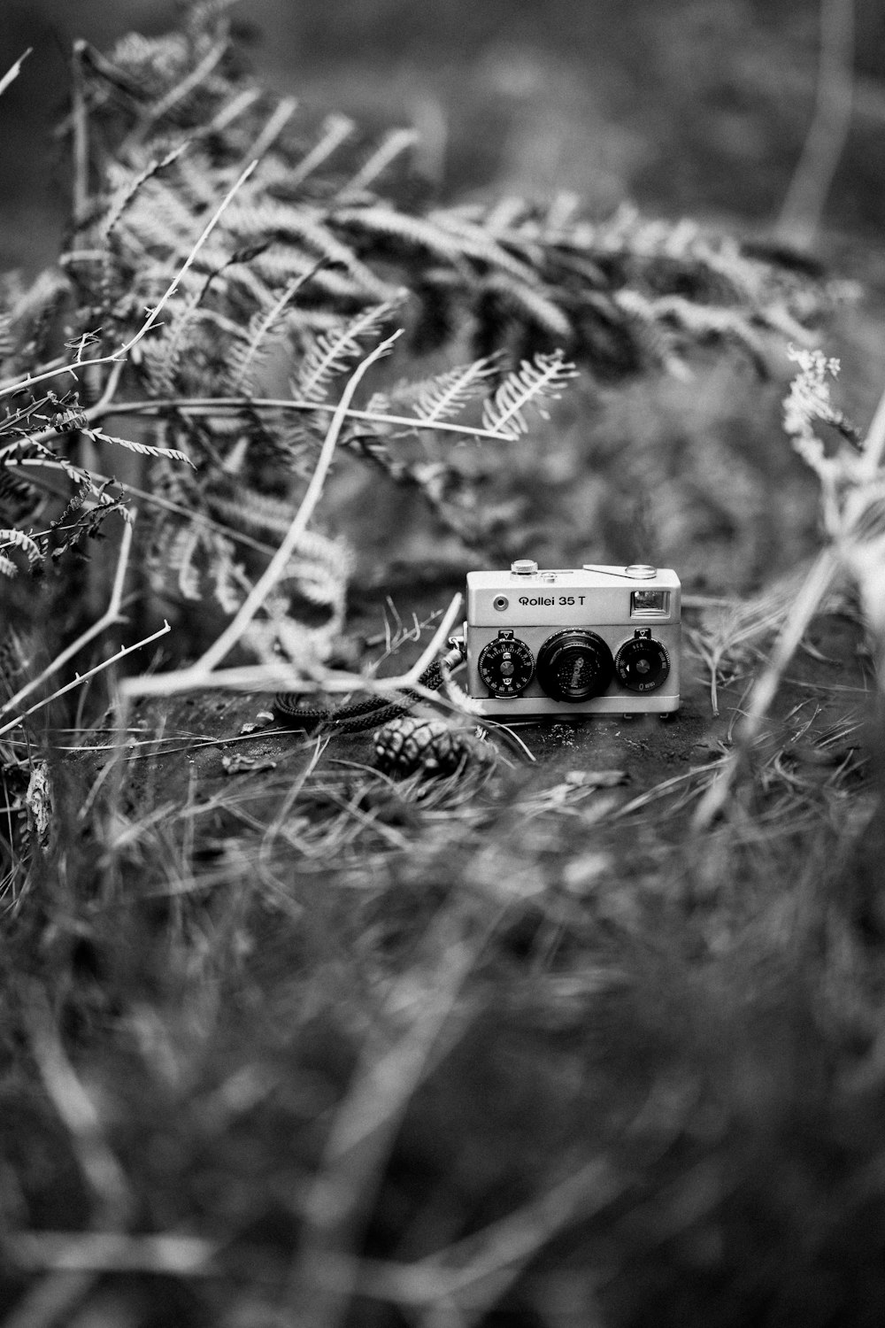 a camera and some plants in a field