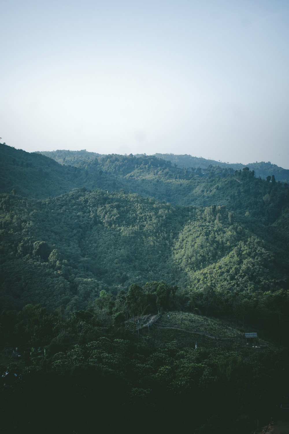 a view of a lush green hillside covered in trees