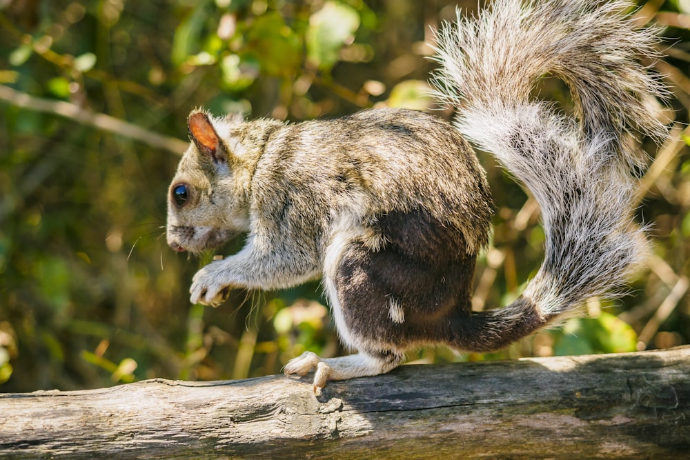 a squirrel is walking on a log in the woods