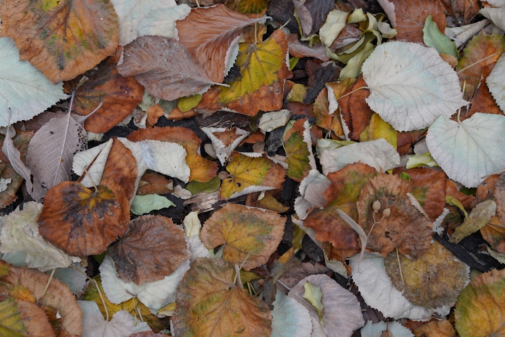 a bunch of leaves that are laying on the ground