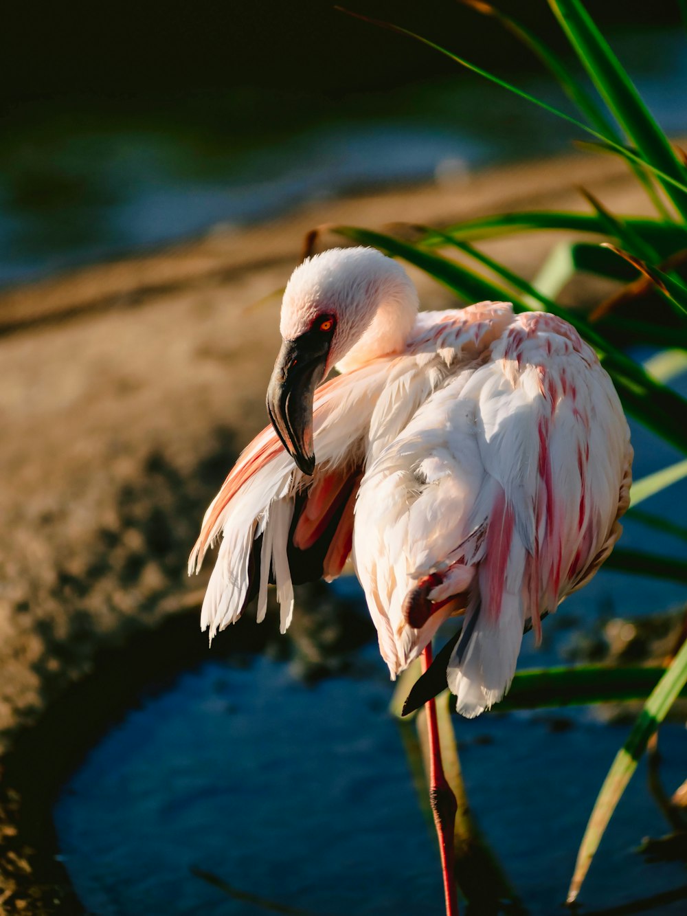 a pink and white bird sitting on top of a body of water