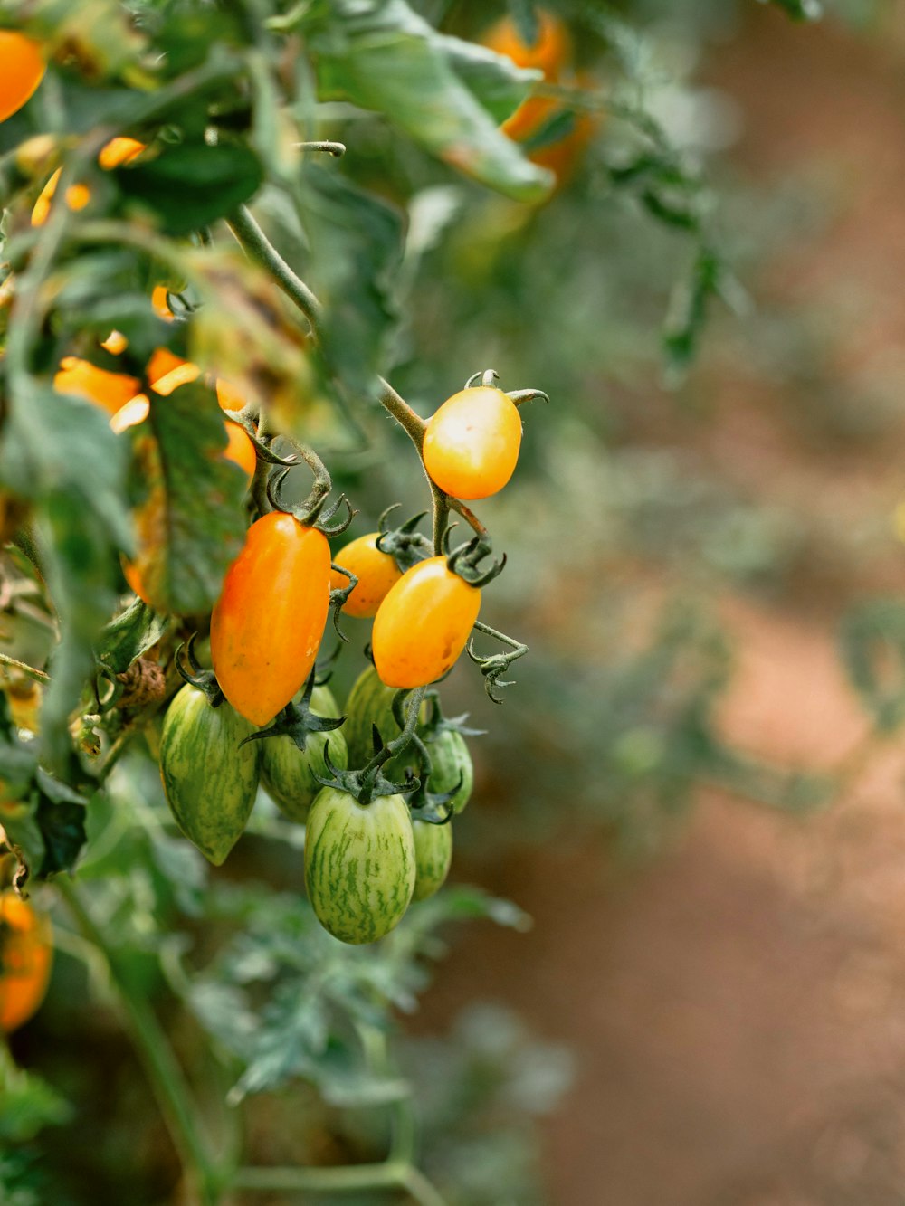 a bunch of orange and green tomatoes growing on a plant
