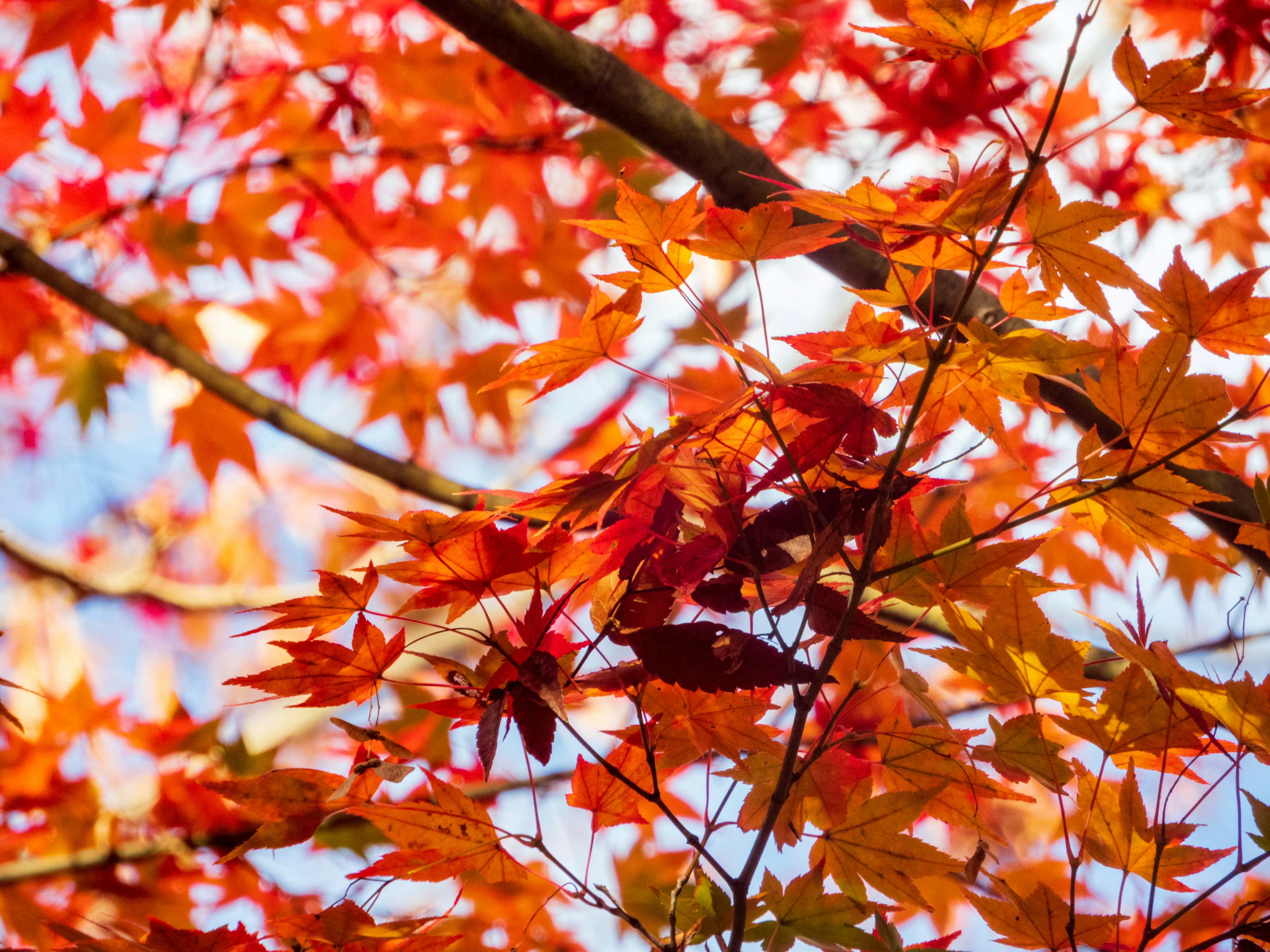 Photo by heppoko_yama