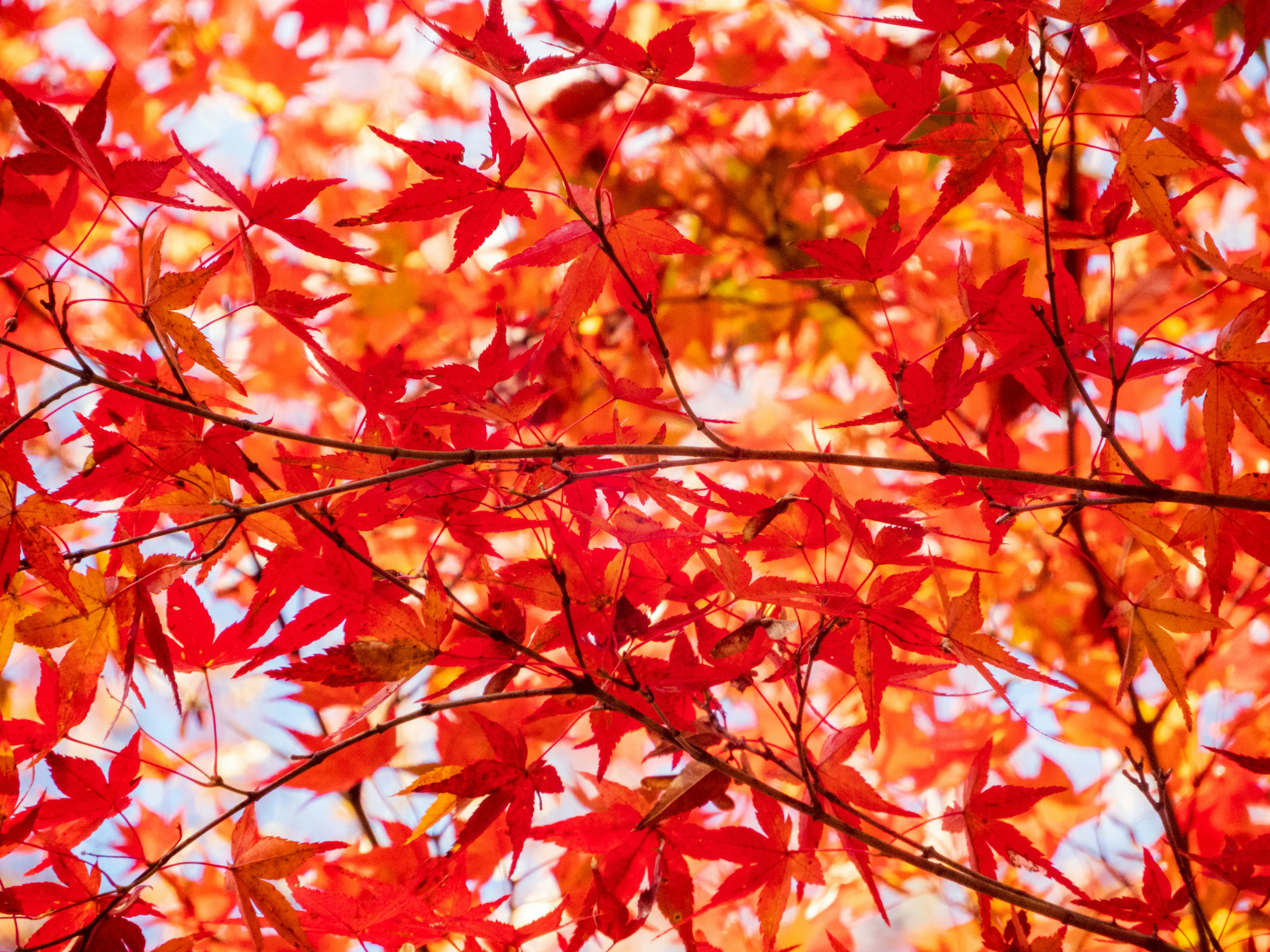 Photo by heppoko_yama