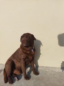 Onyx Grace