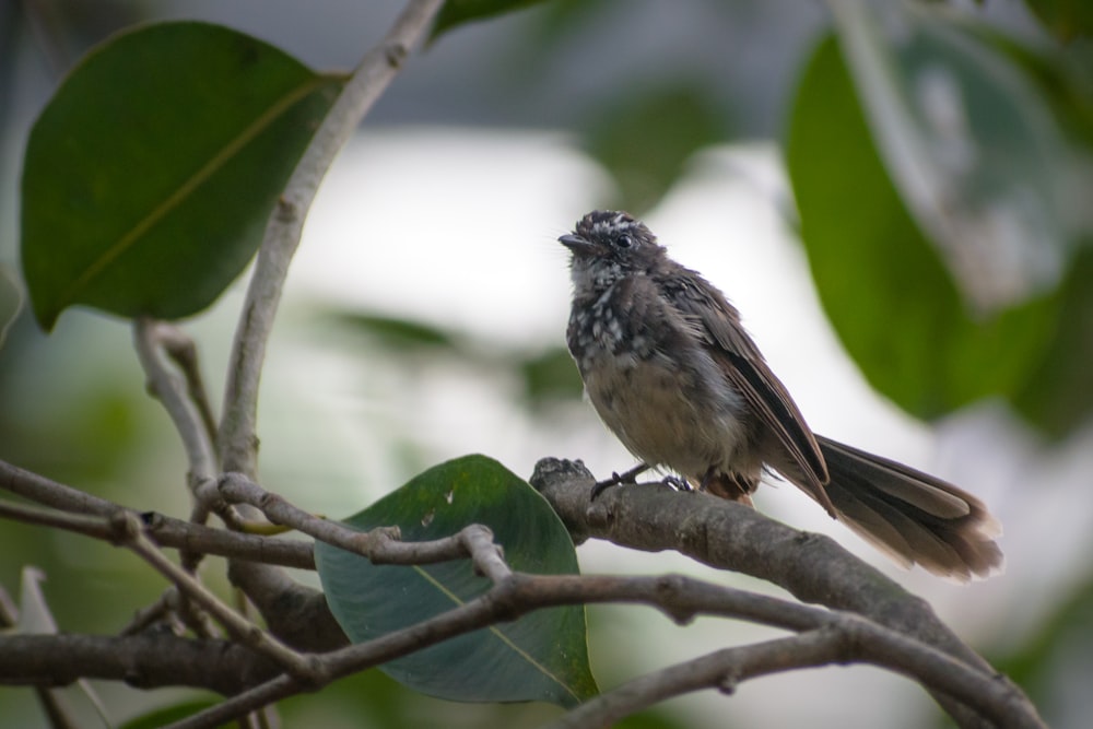 a small bird perched on a tree branch