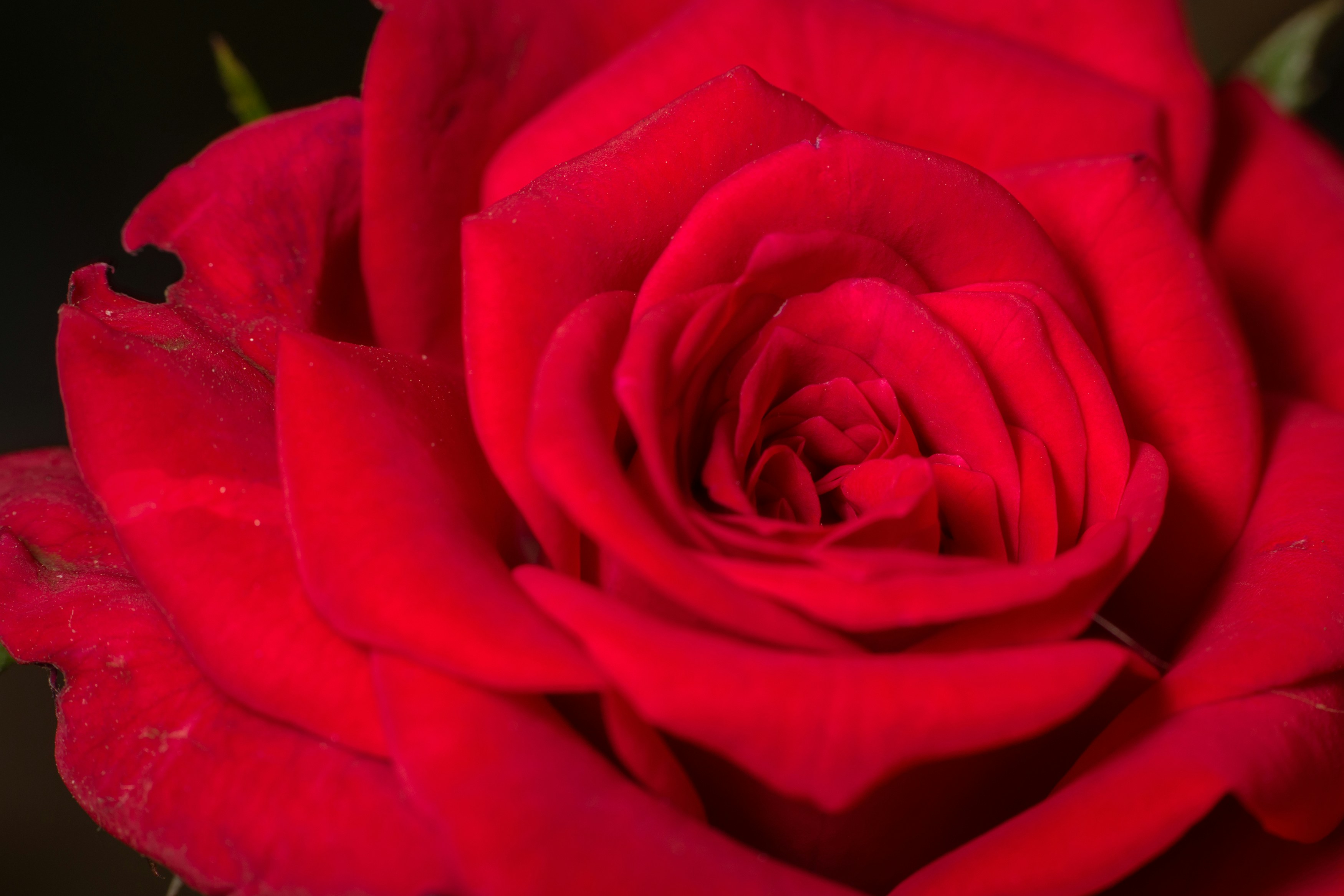 Photo by sonika_agarwal