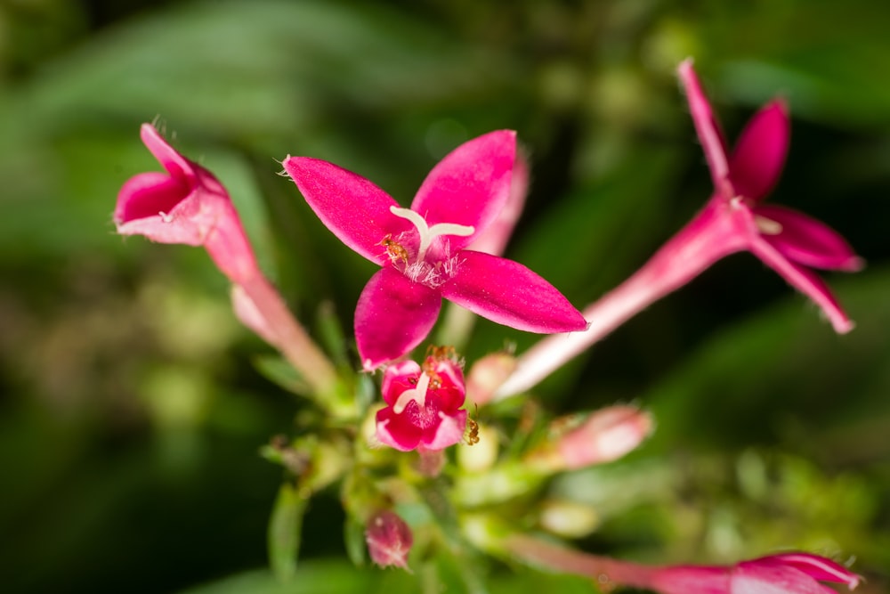 a close up of a pink flower with green leaves in the background