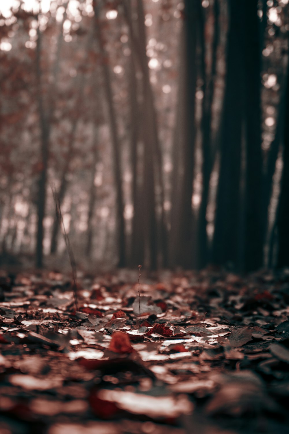 a forest filled with lots of leaf covered ground