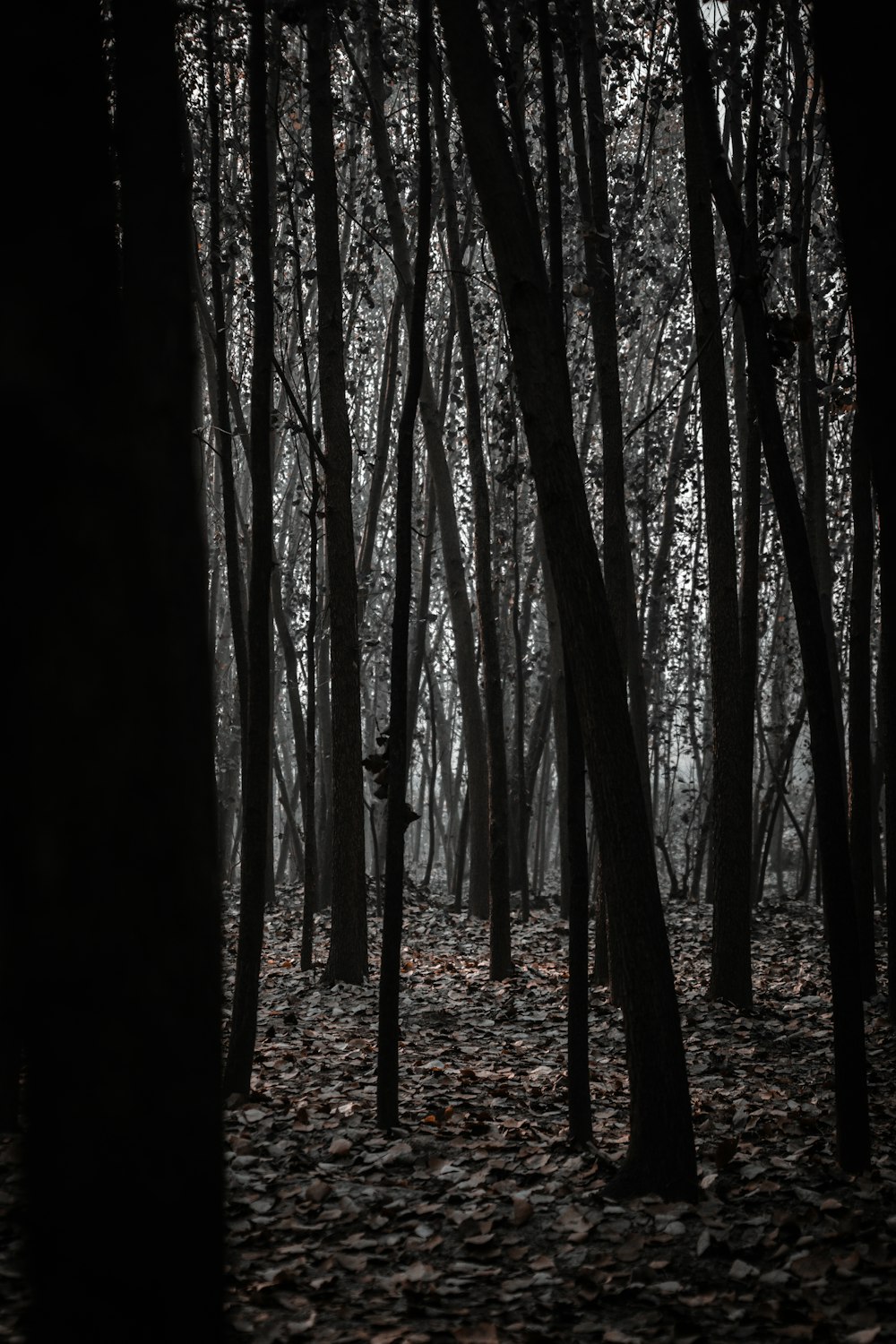 a forest filled with lots of trees and leaves