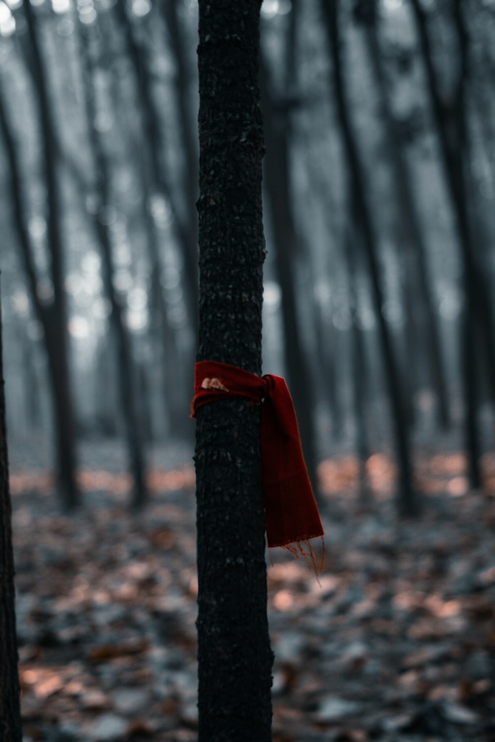 a red scarf tied to a tree in a forest