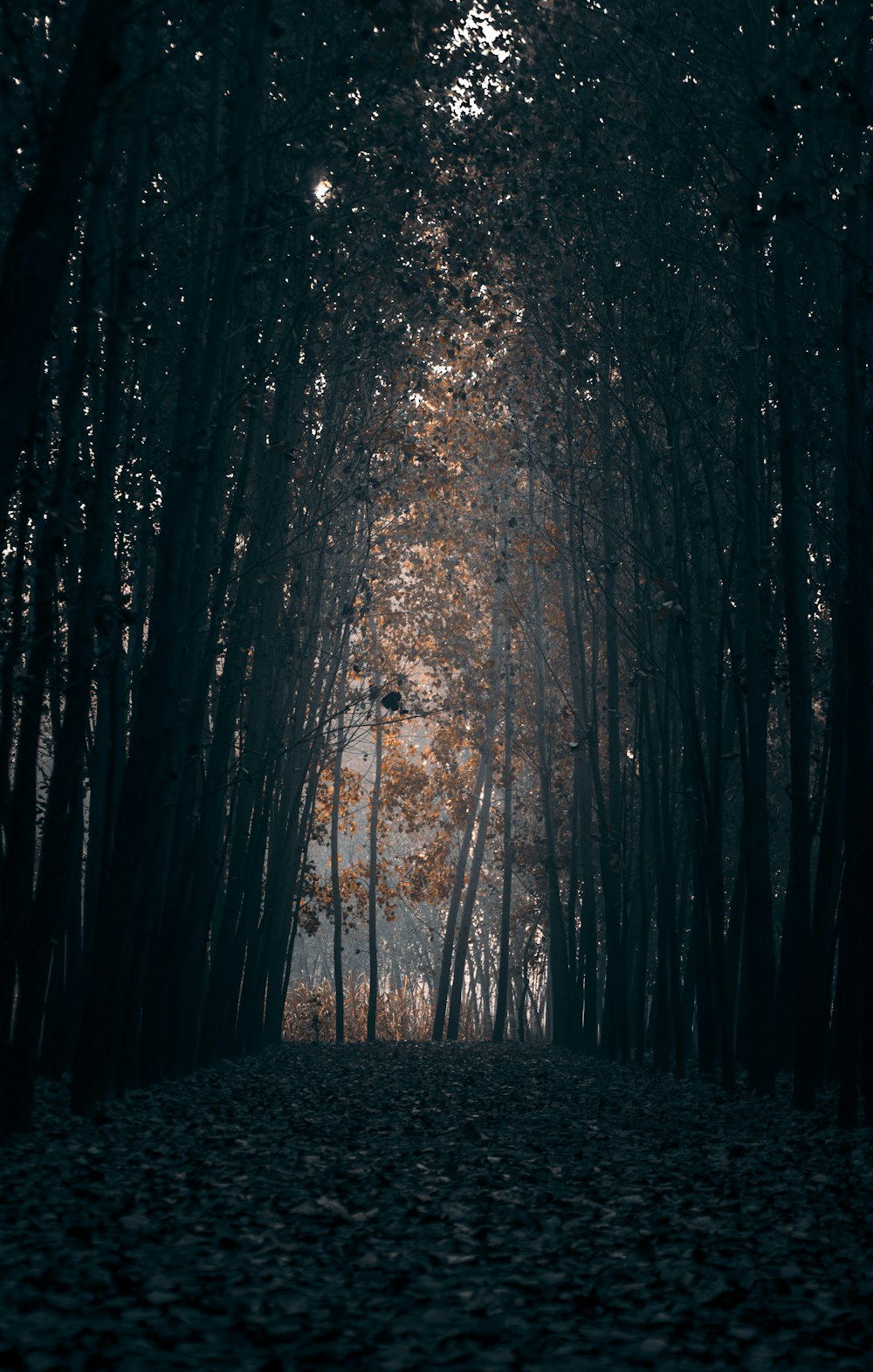 uma floresta escura cheia de muitas árvores