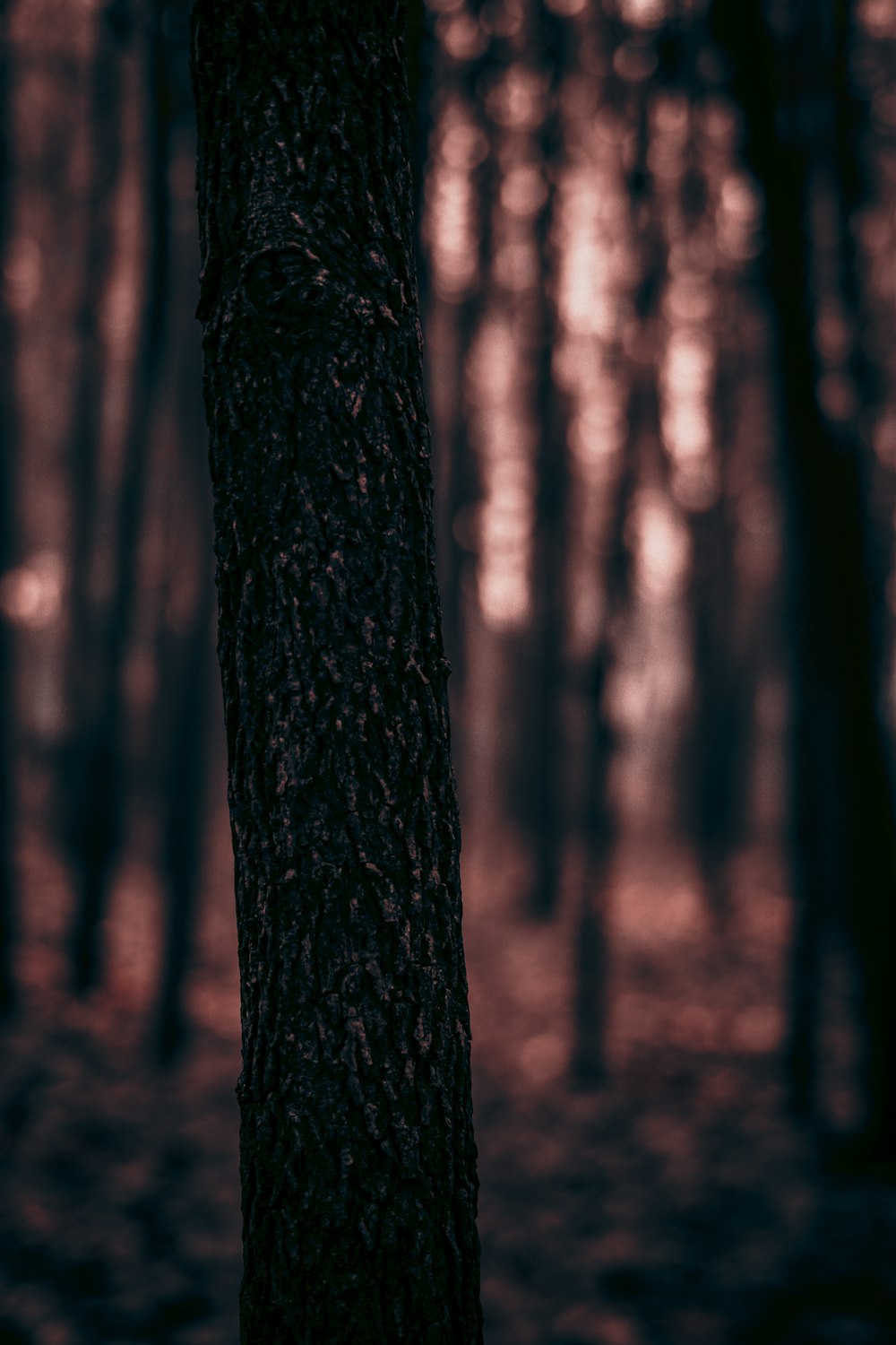 a blurry photo of a tree in a forest