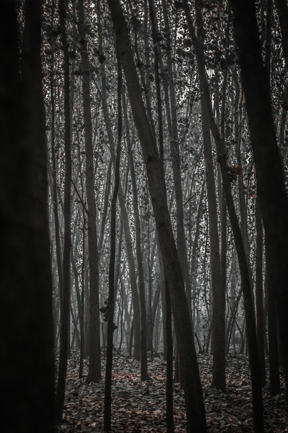 a forest filled with lots of trees covered in leaves