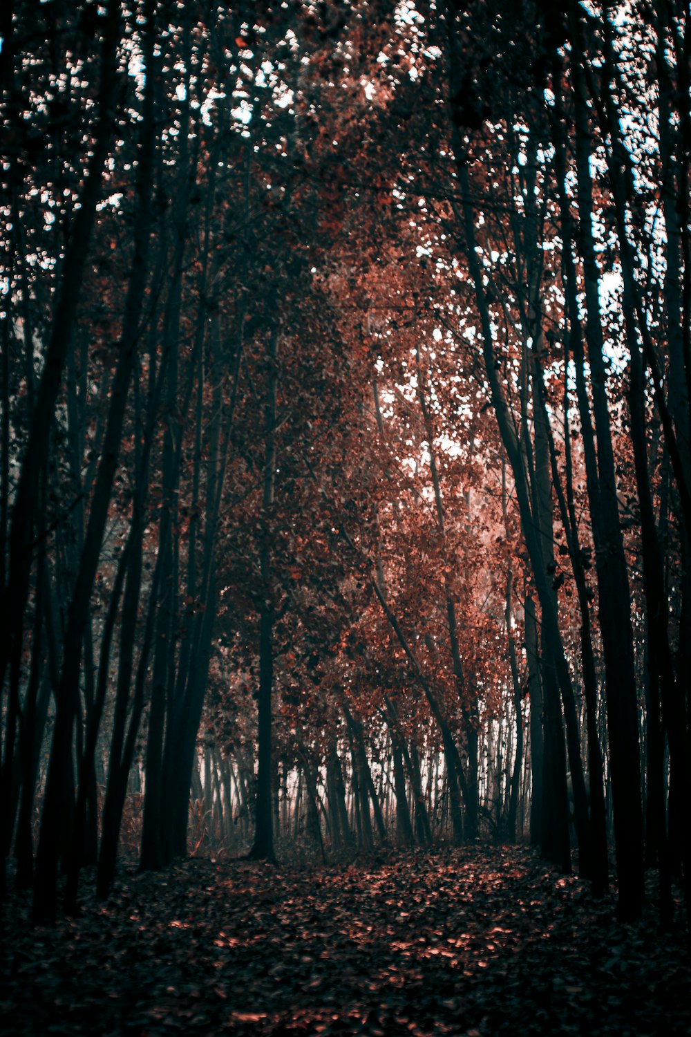 a forest filled with lots of trees covered in leaves