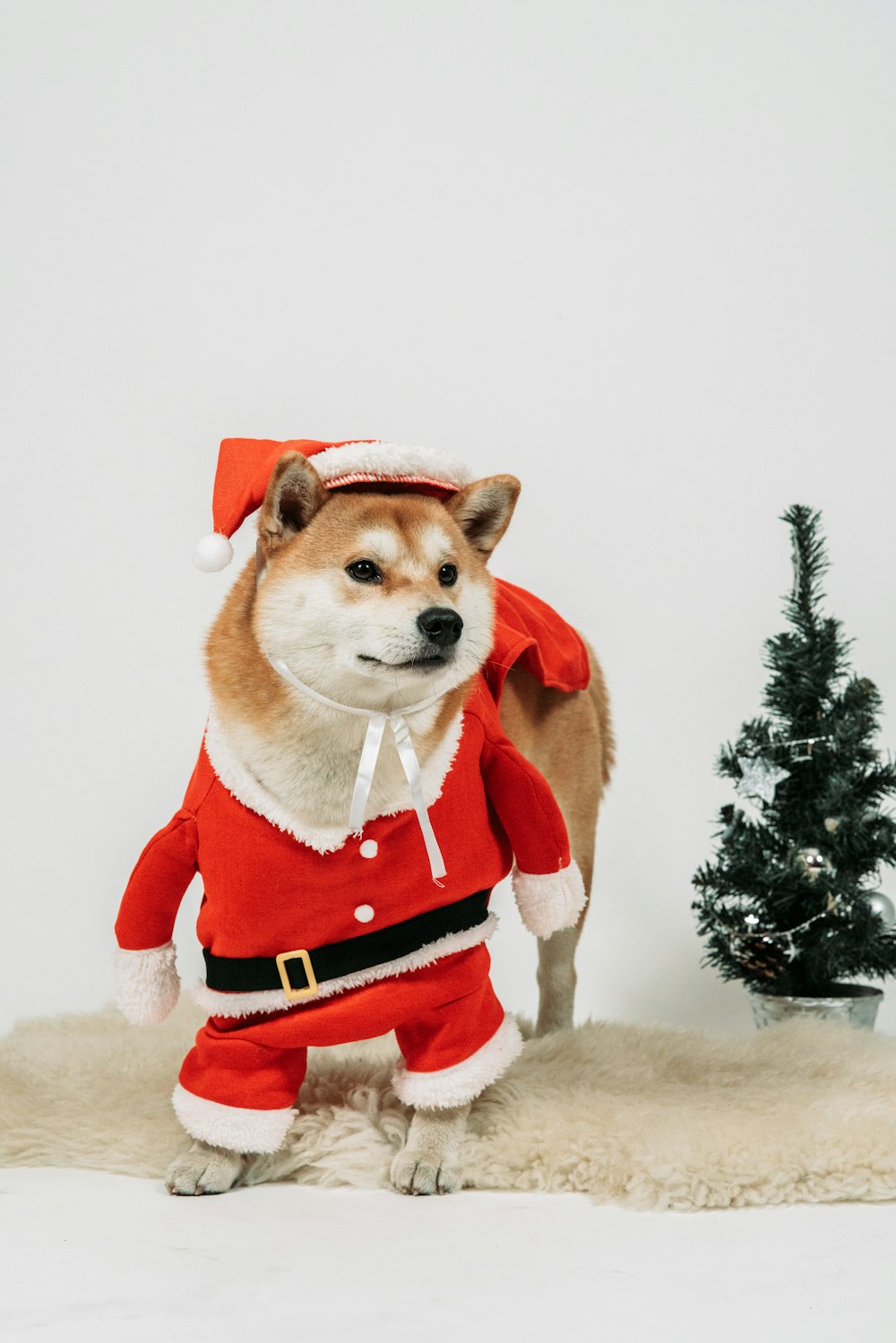 Ein Hund im Weihnachtsmann-Outfit neben einem Weihnachtsbaum