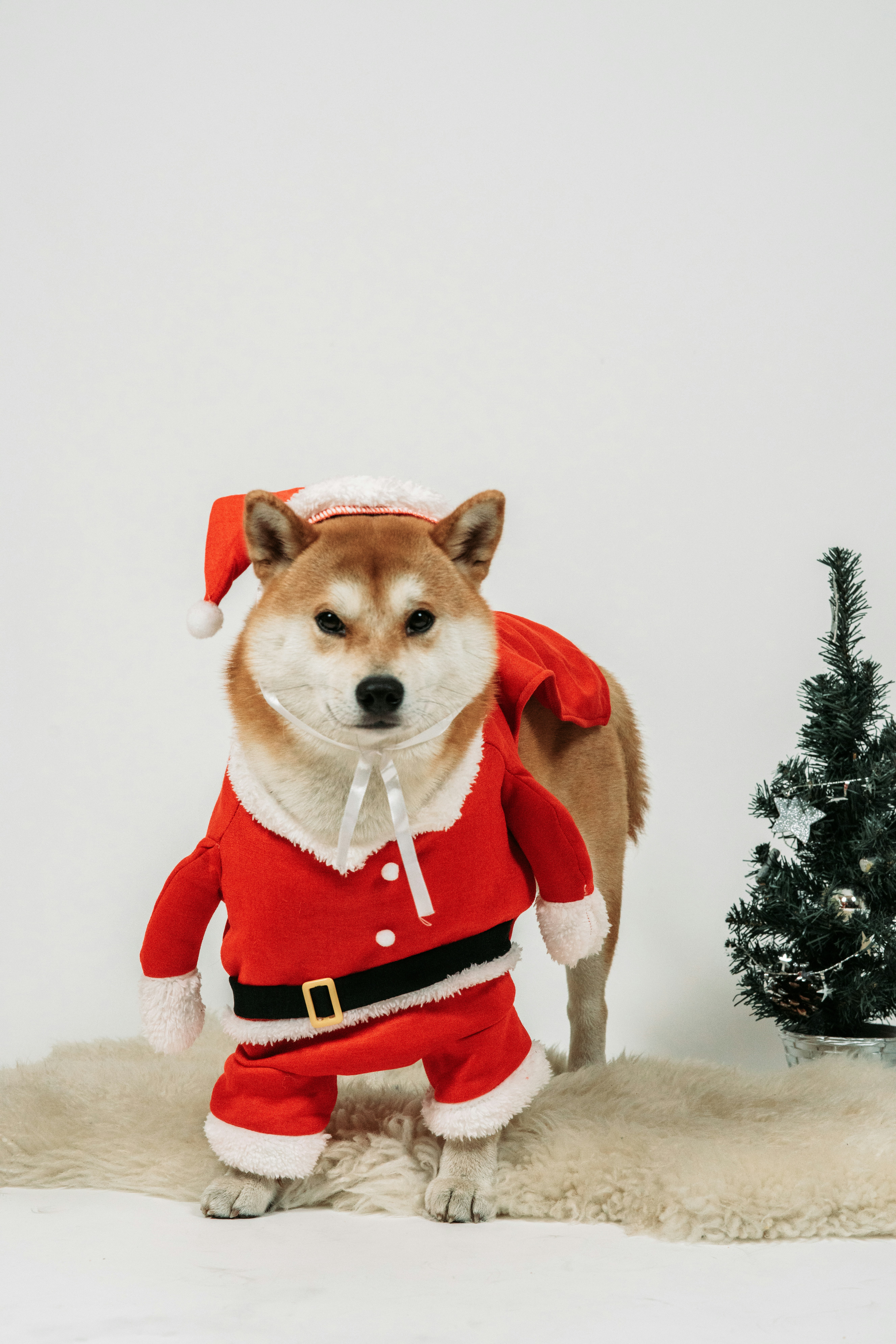 a dog dressed in a santa suit standing next to a christmas tree