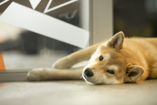 a dog laying on the floor next to a window