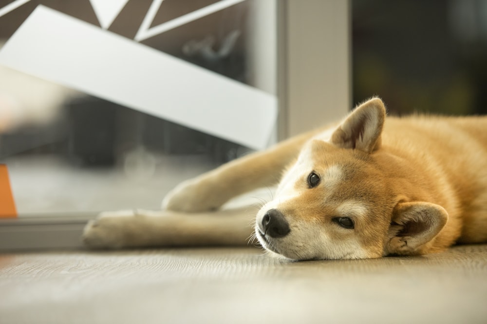 um cachorro deitado no chão ao lado de uma janela