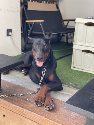 A Doberman is resting comfortably with its front paws crossed. The dog is situated on a wooden platform with a grassy mat nearby. In the background, there is a folding chair and a stack of white crates.