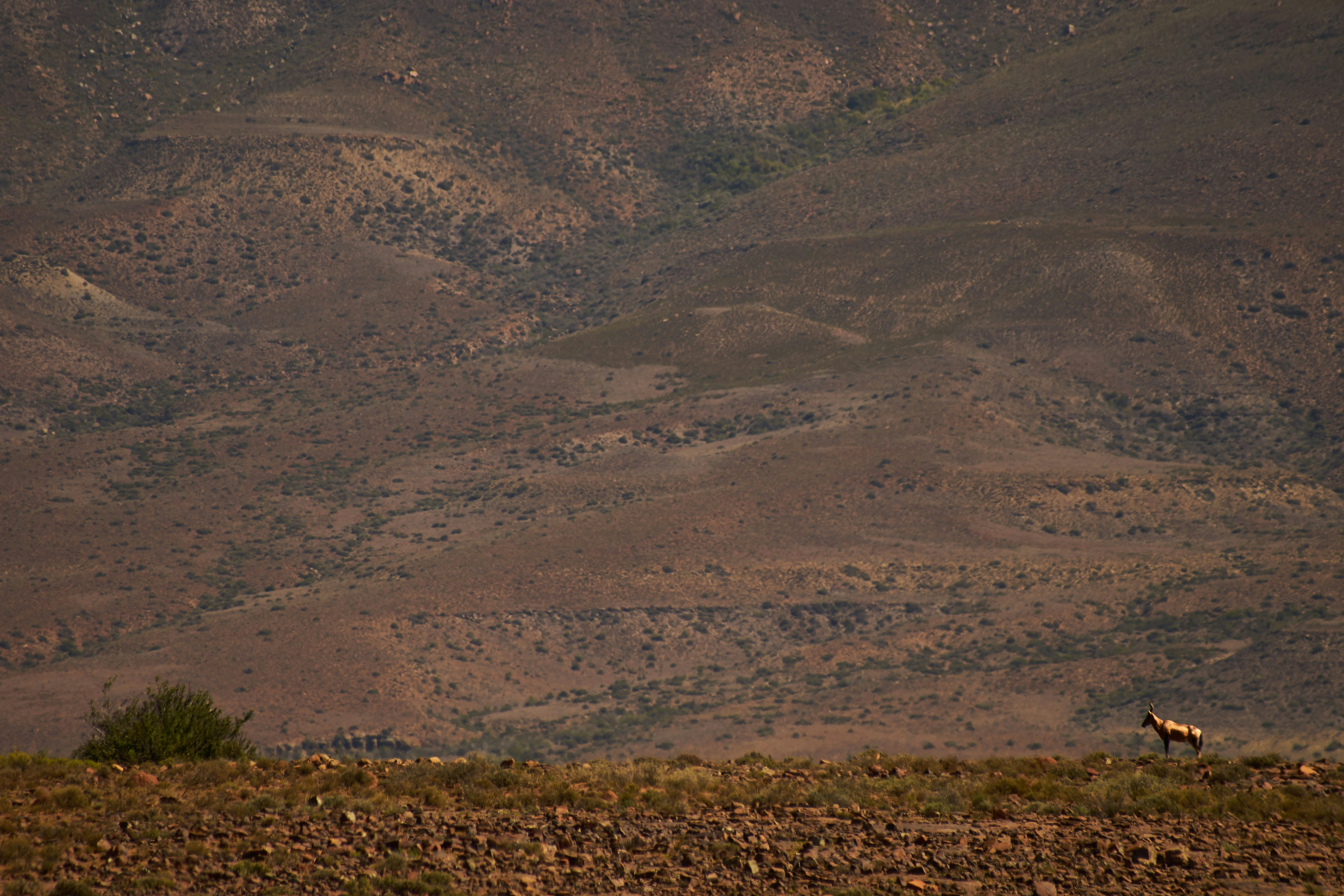 Photo by wolfgang_hasselmann