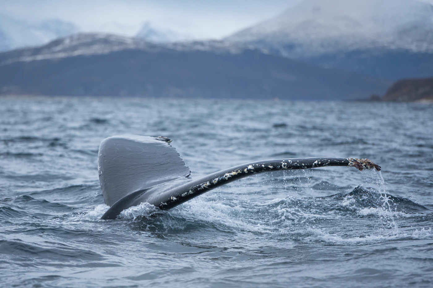 Humpback whale tail lifting from Arctic water near Skjervøy, Norway